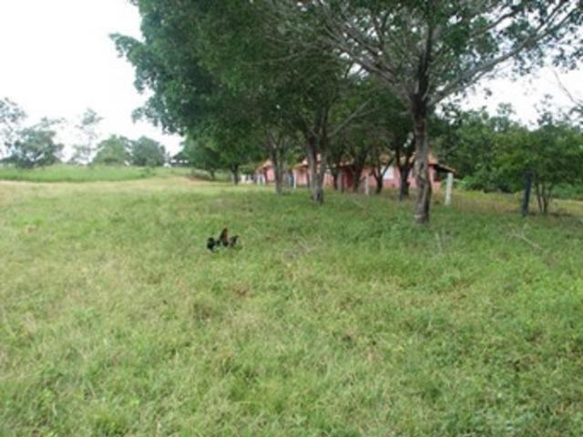 Oportunidade* Fazenda para gado no norte de Minas Gerais - Foto 7