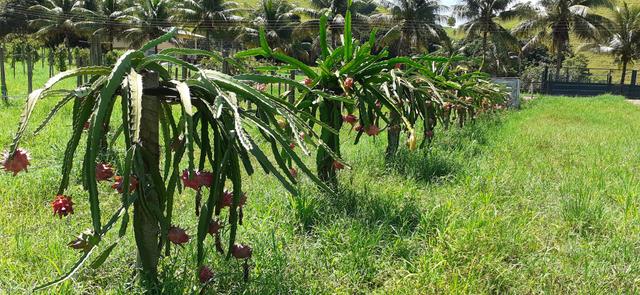Mudas de pitaya/pitaia polpa vermelha e branca - Foto 2