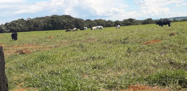 Vendo Chácara com 4 alqueires em Piracanjuba aceito proposta avista - Foto 3