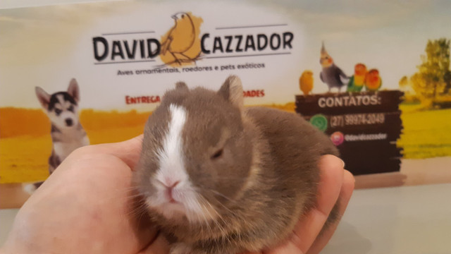 Mini Coelho anao netherlands. Instagram @davidcazzador - Foto 5