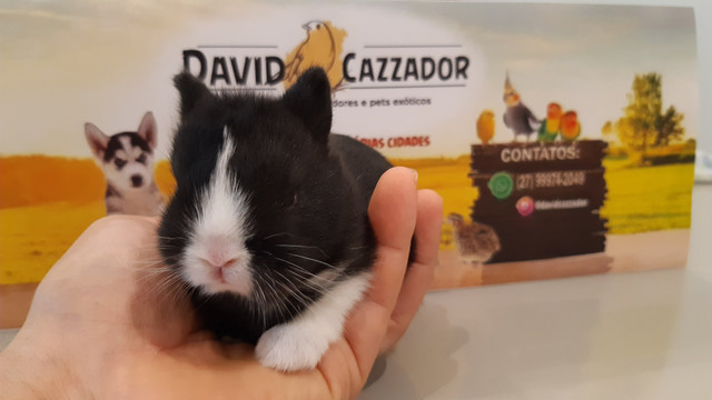 Mini Coelho anao netherlands. Instagram @davidcazzador