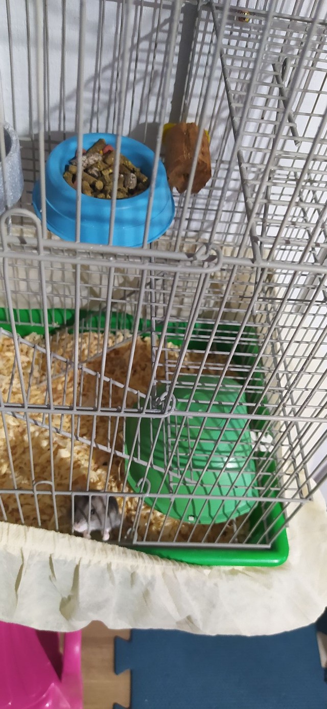 Hamster anão russo com gaiola completa 