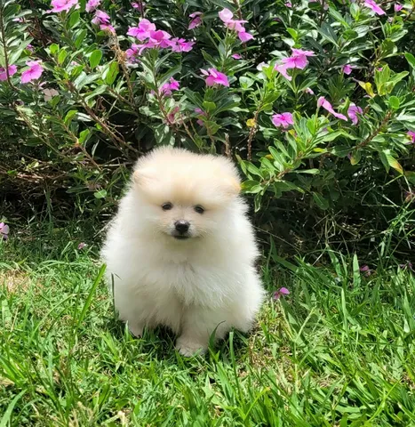 Spitz Alemão anão macho- Lulu da Pomerânia - 12x sem juros - envio grátis.