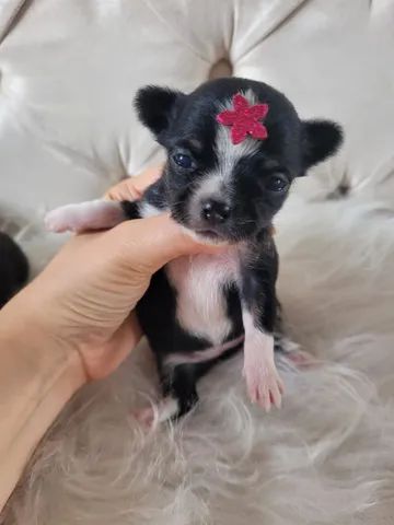 Chihuhua machinho mini - Cachorros e acessórios - Jardim Petrópolis,  Campinas 1260340281