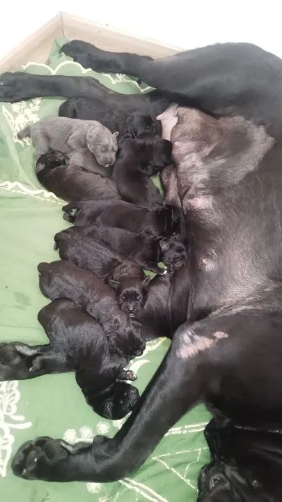 Filhote de Cane Corso - Foto 5