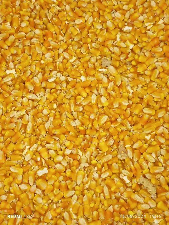 Milho 40 kg * - Foto 2