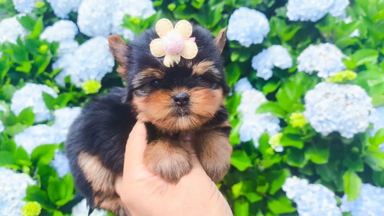 Yorkshire fêmeas lindas - criação responsável  - Foto 3