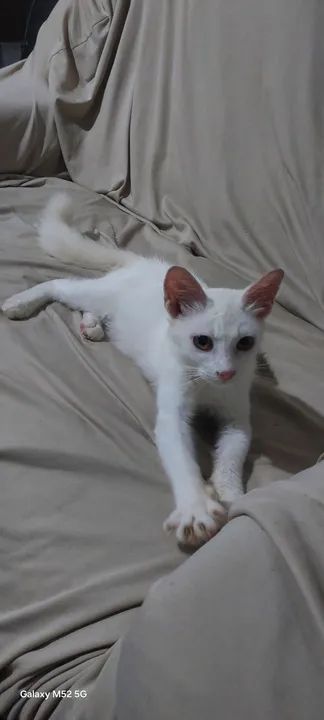 Gatinho branco fofinho para Venda - Foto 5