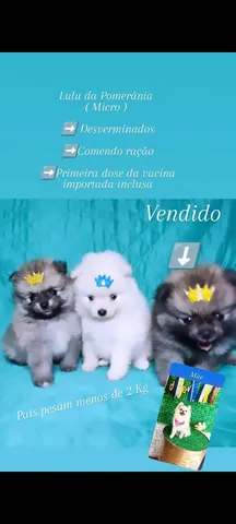 Lulus da Pomerânia Micro - Lulu da Pomerânia