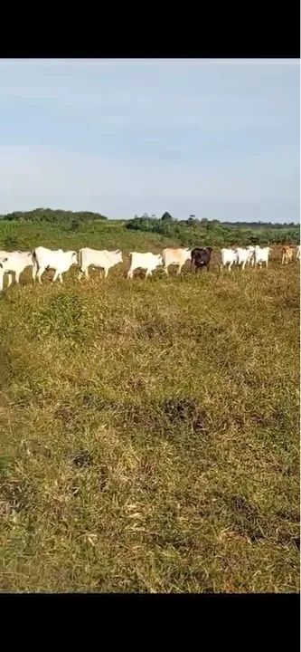 Alagoinhas, Bezerros Nelore ,Novilhas Nelores,Vacas Nelore e Vacas Girolanda. - Foto 2