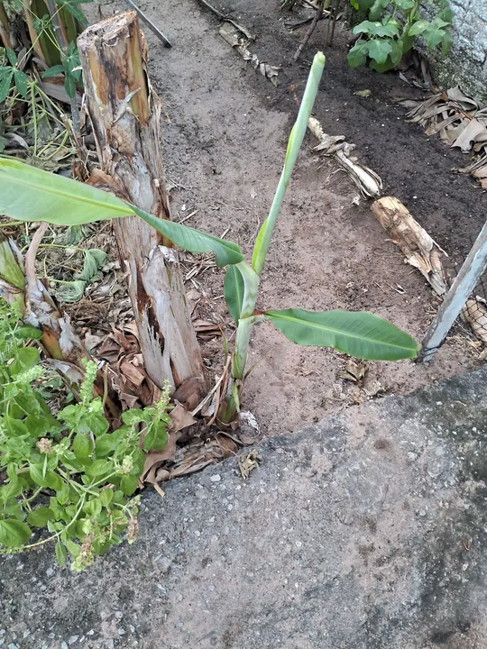 Mudas de banana maçã (leite) Embrapa - R$15