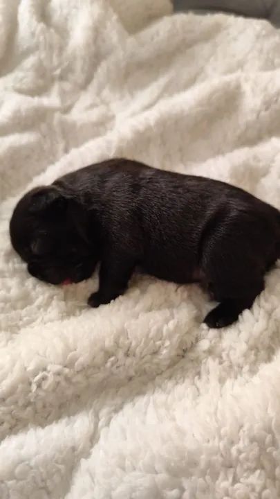 Bulldog Francês filhote puro - Foto 3