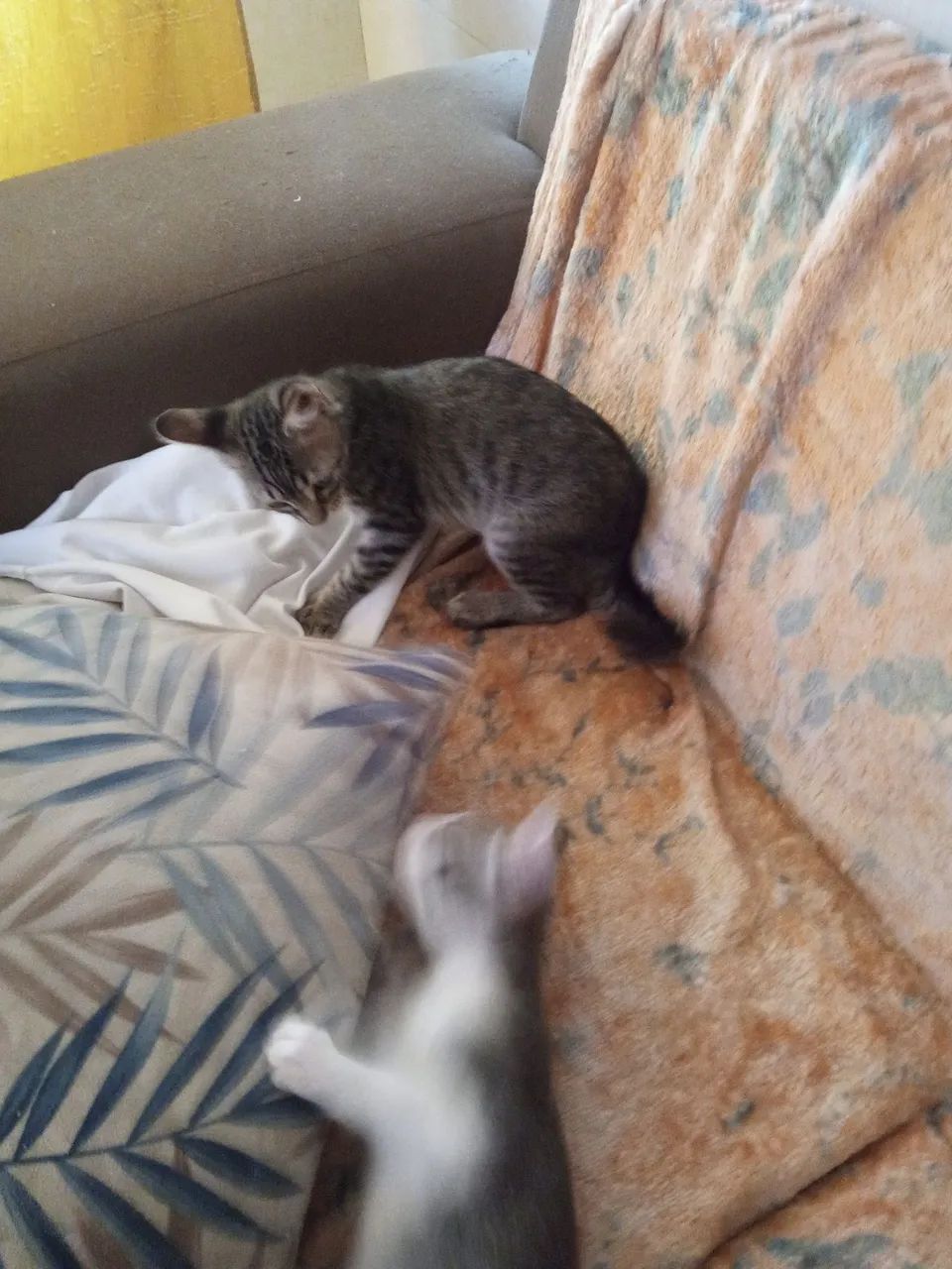 Gatinhas abandonadas mais unidas