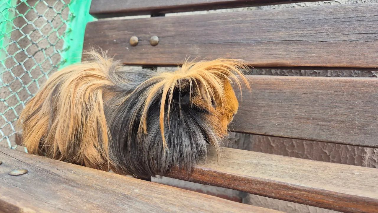 Porquinho da India - Foto 2