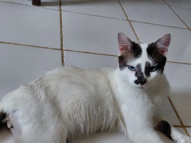 ADOCÃO RESPONSAVEL - Foto 3