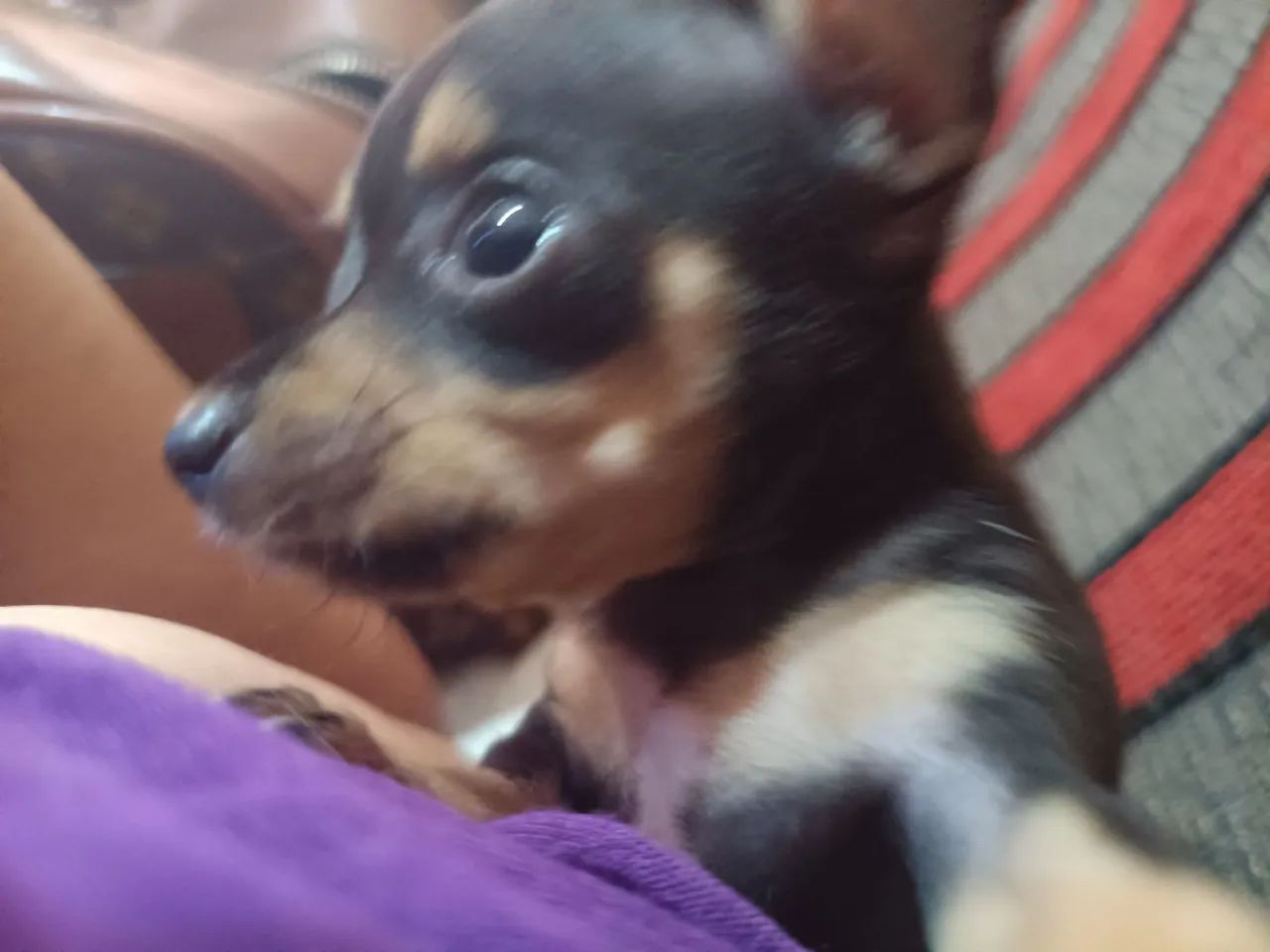 Pincher fêmea 01 - Foto 2