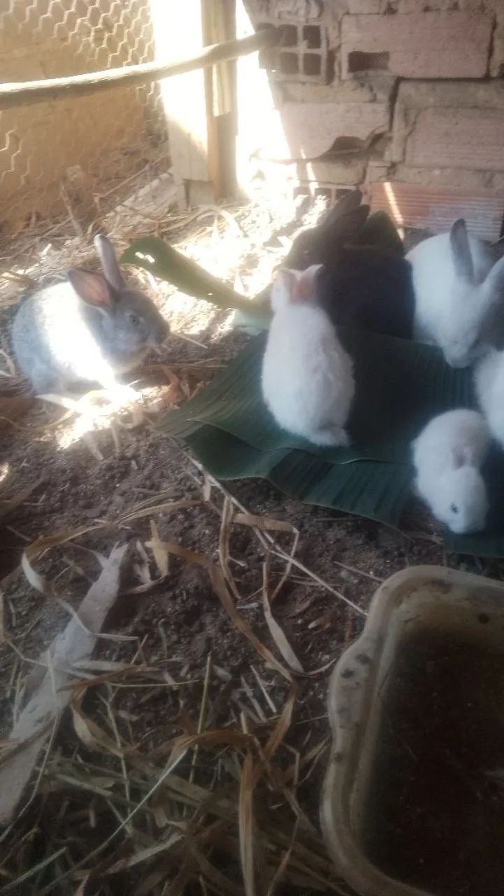 Lindos coelhos três cores diferentes - Foto 3