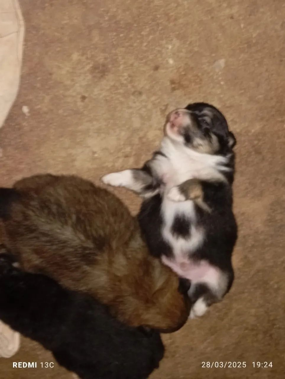 Lulu da Pomerânia Macho