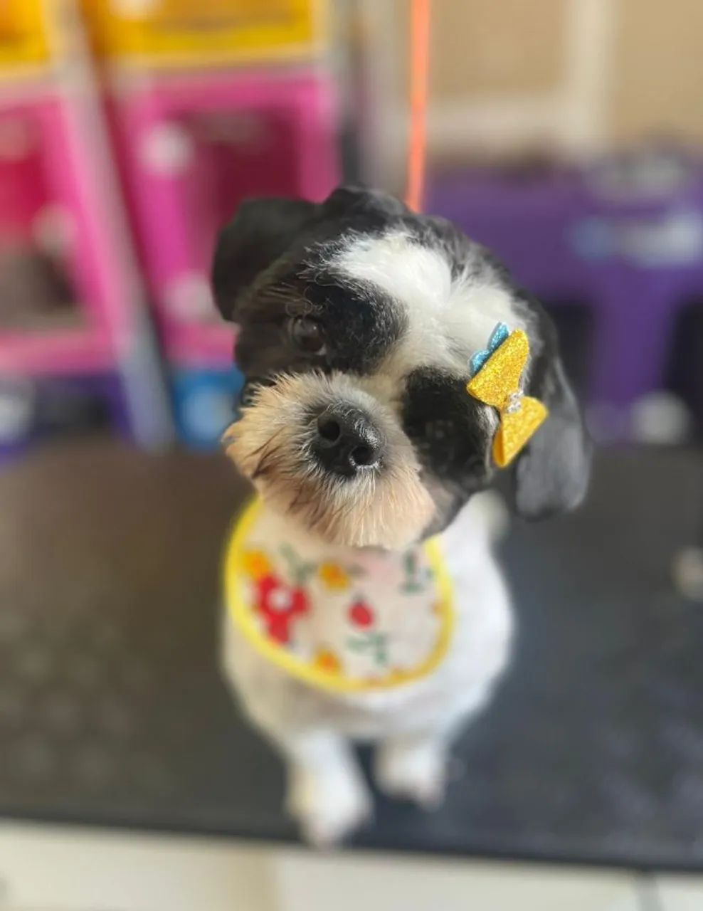 Filhotes de Shih Tzu - Lindos e Saudáveis - Foto 2