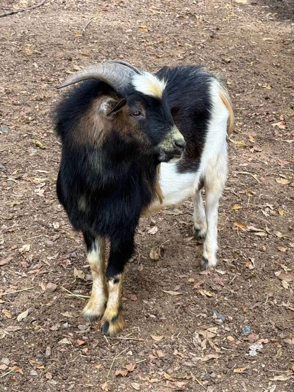 Mini bode tricolor (mini cabra, mini animais) - Foto 2