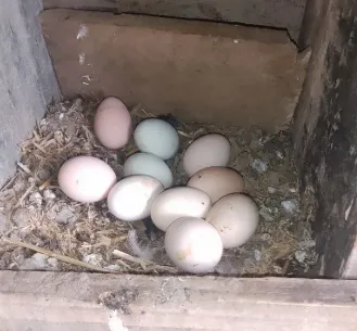 Ovos Férteis galinha caipira