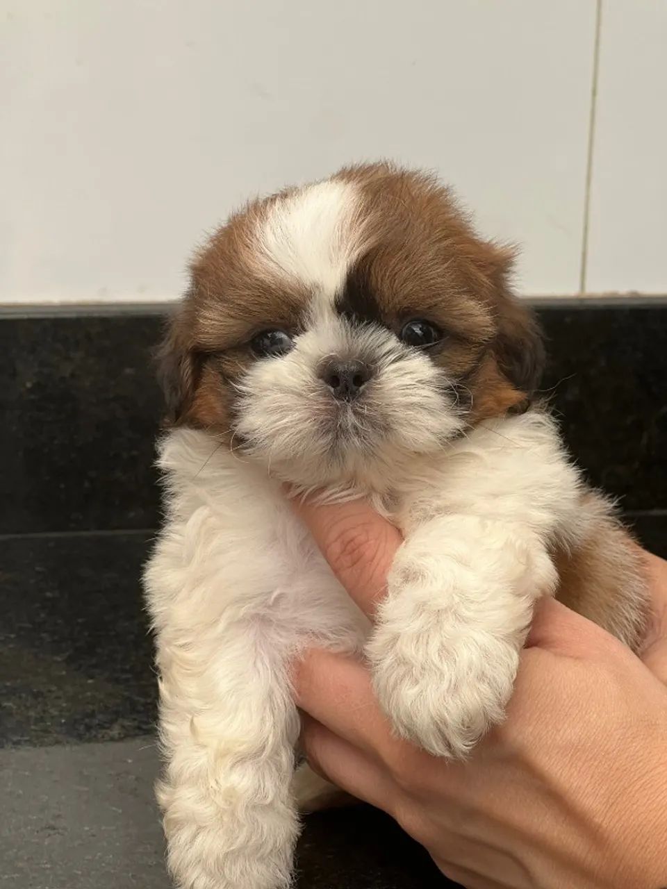 lindos bb de shih femea e macho  - Foto 4