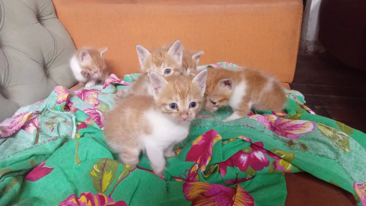 Gatinhos lindos e fofos na doação