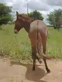 ? MULA NOVA À VENDA - Foto 3