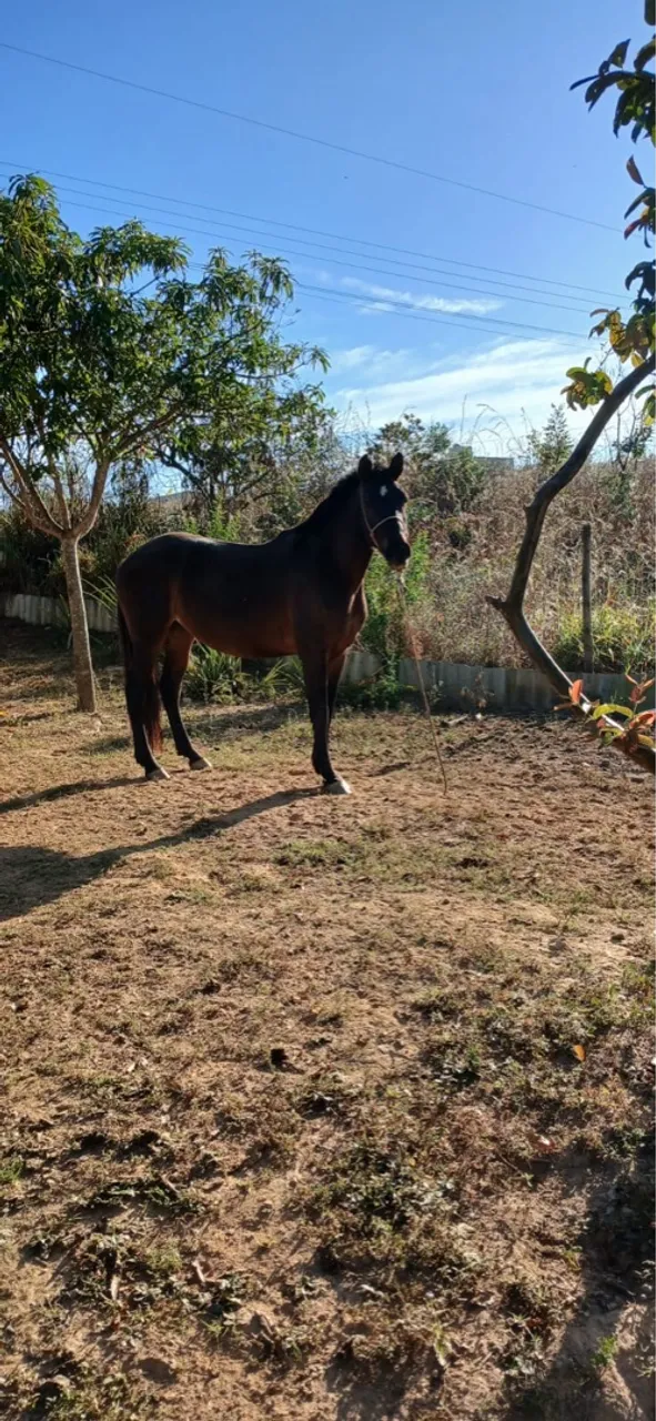 Égua campolina
