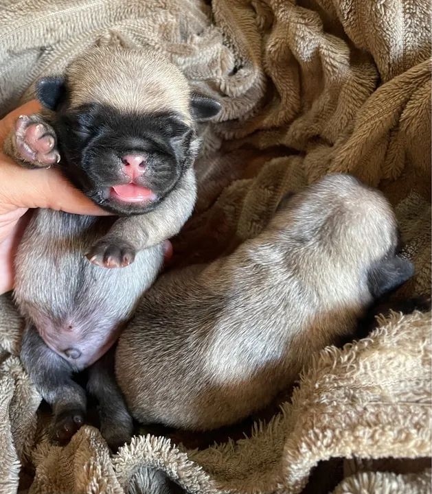 Filhotes de Pug Macho - Foto 4