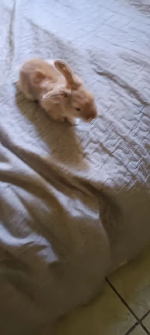 Coelho filhote Fuzzy 