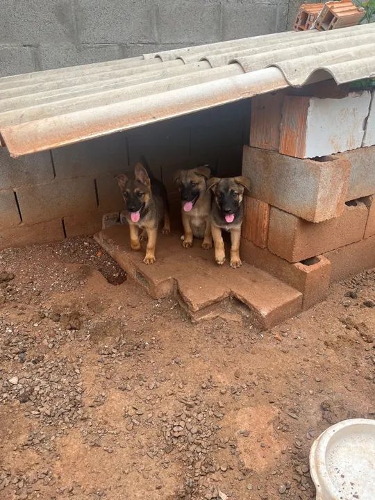 Filhotes de Pastor alemão/Belga - Foto 2