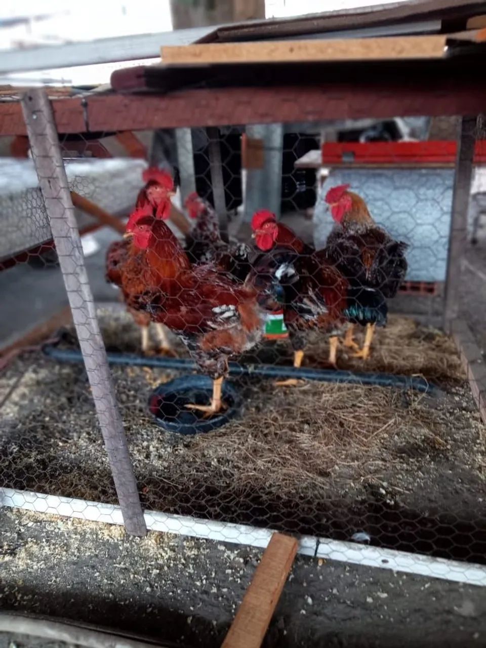 Vendo Galinhas Sertanejas Balão  - Foto 3