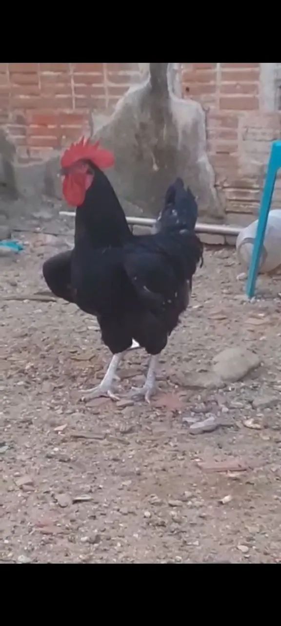 galo gigante negro de Jersey.