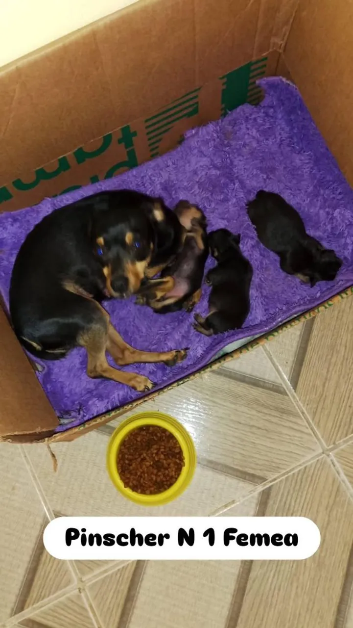Filhotes de Pinscher - Fêmea