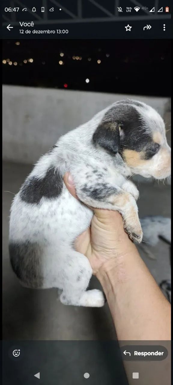 Doa-se filhotes blueheller.  - Foto 5