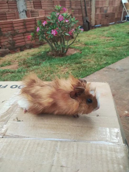 Porquinho da índia macho  - Foto 2