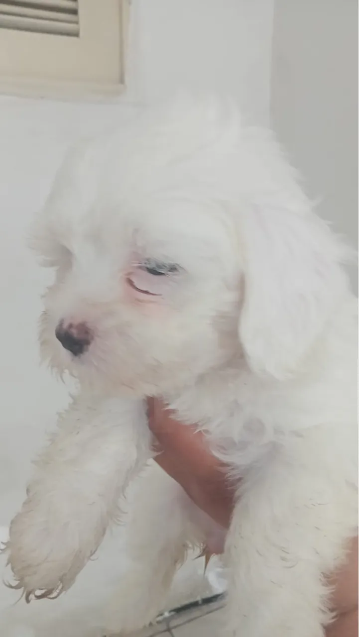 Filhote de Poodle Toy