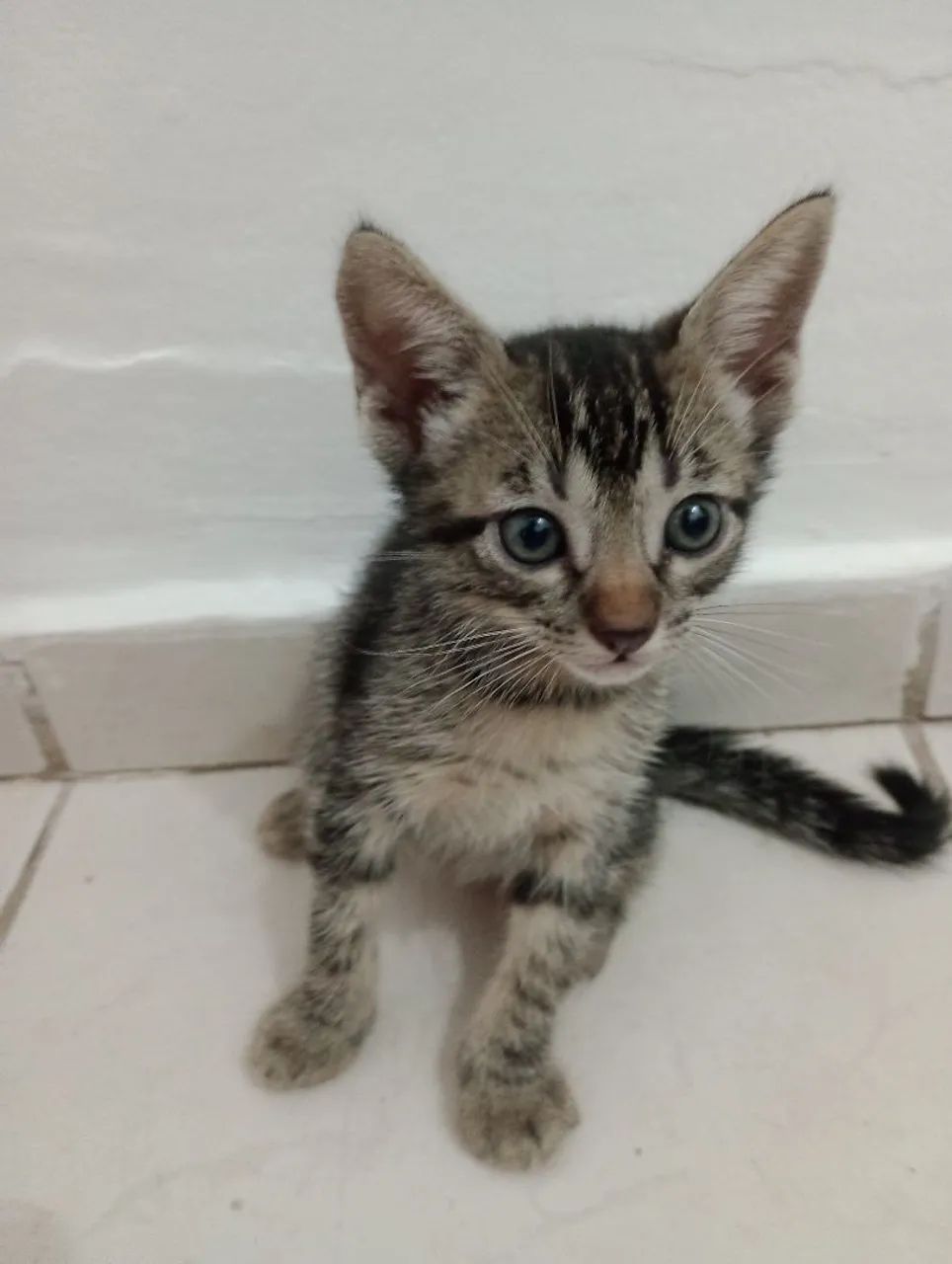 Gatinho fofo para adoção