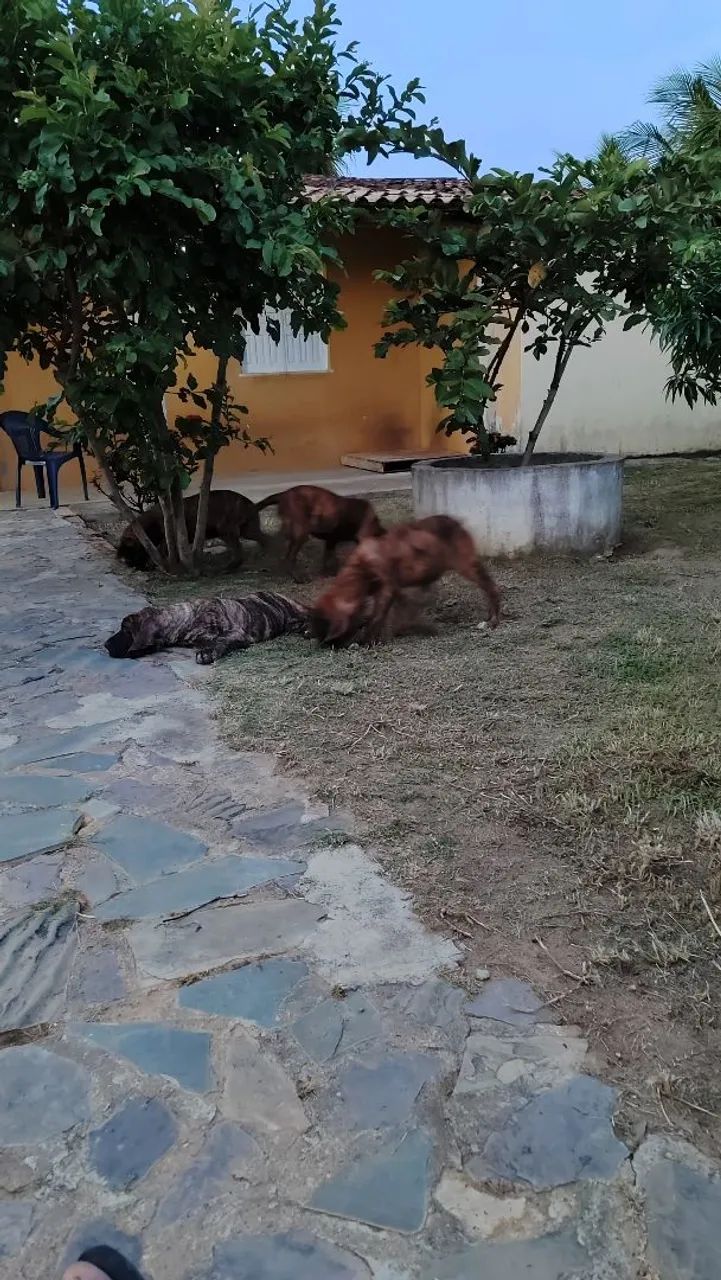 Filhotes de Fila Brasileiro a venda - Foto 6