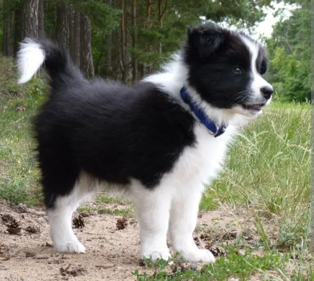 Filhotes de Border Collie | Um exemplar que impressiona pelo temperamento.
