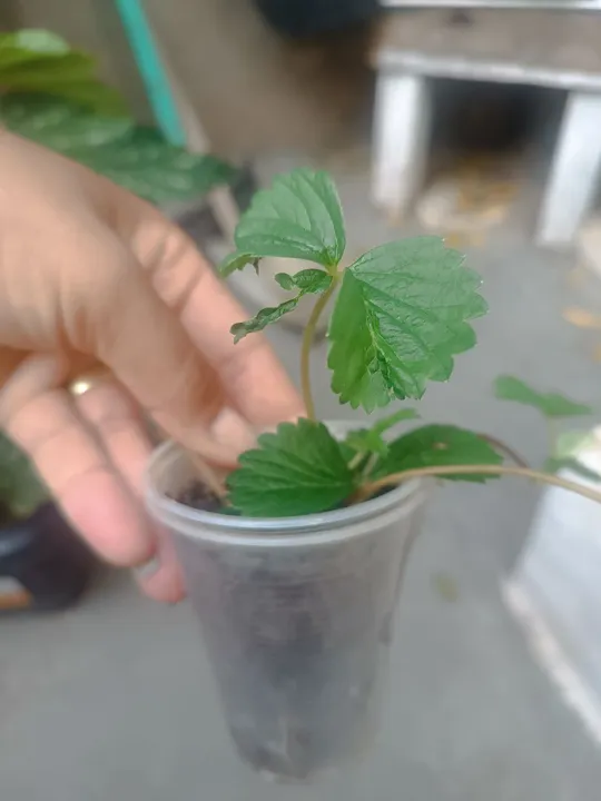 Mudas de Morango