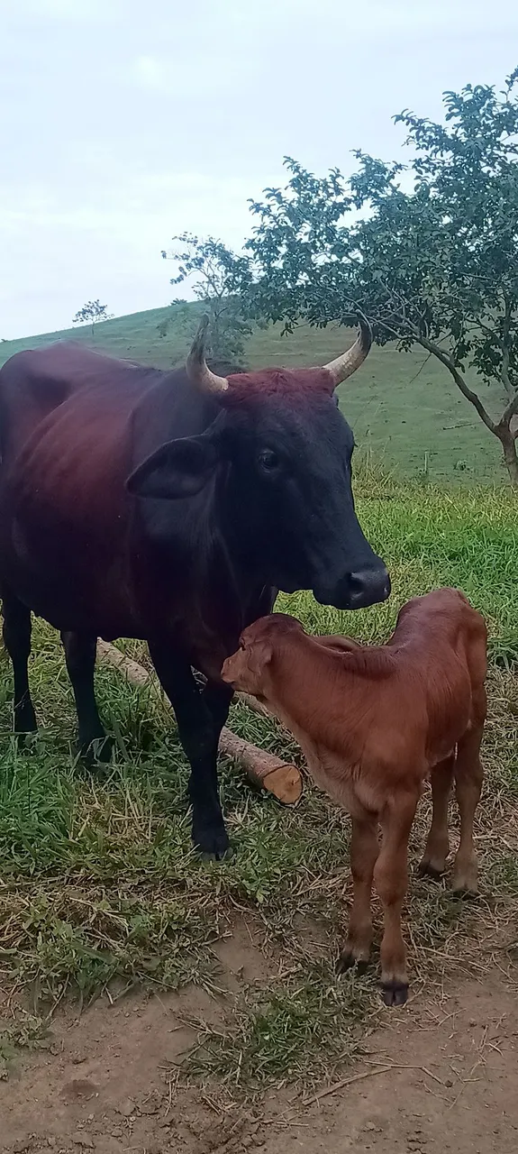 Vaca com bezerro