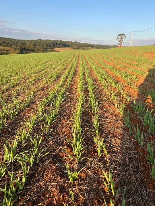 fazenda tem 54 planta 43 - Foto 3