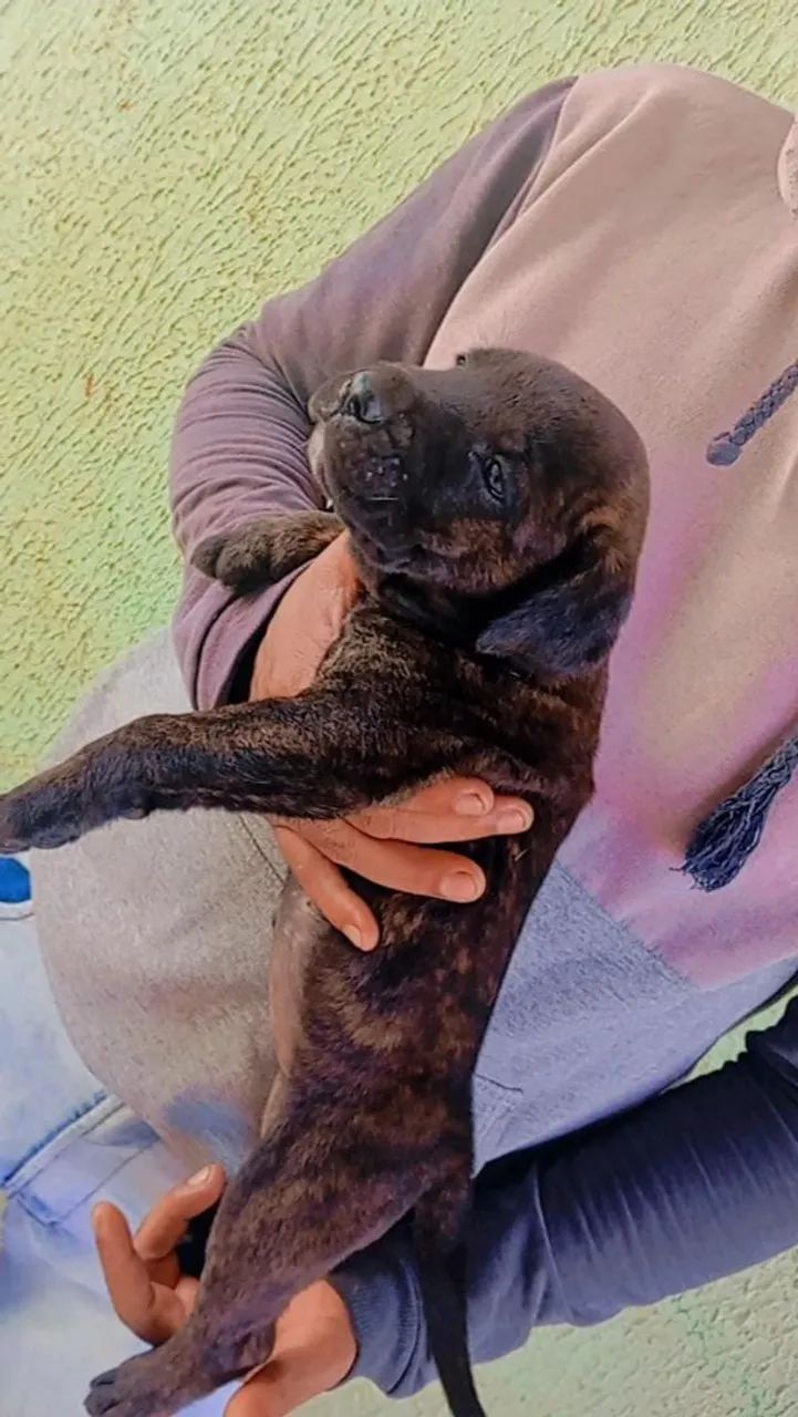 Filhotes disponíveis, cane corso italiano  - Foto 2