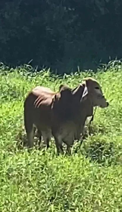 Tourinho 1 ano ótima genética  - Foto 3
