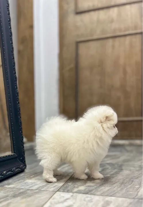 Fêmea de Spitz Alemão - Lulu da Pomerania - Foto 4