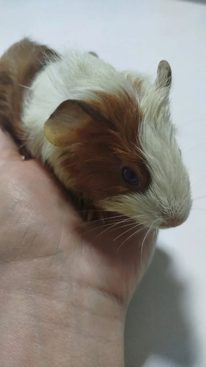 Porquinhos da Índia  - Foto 4