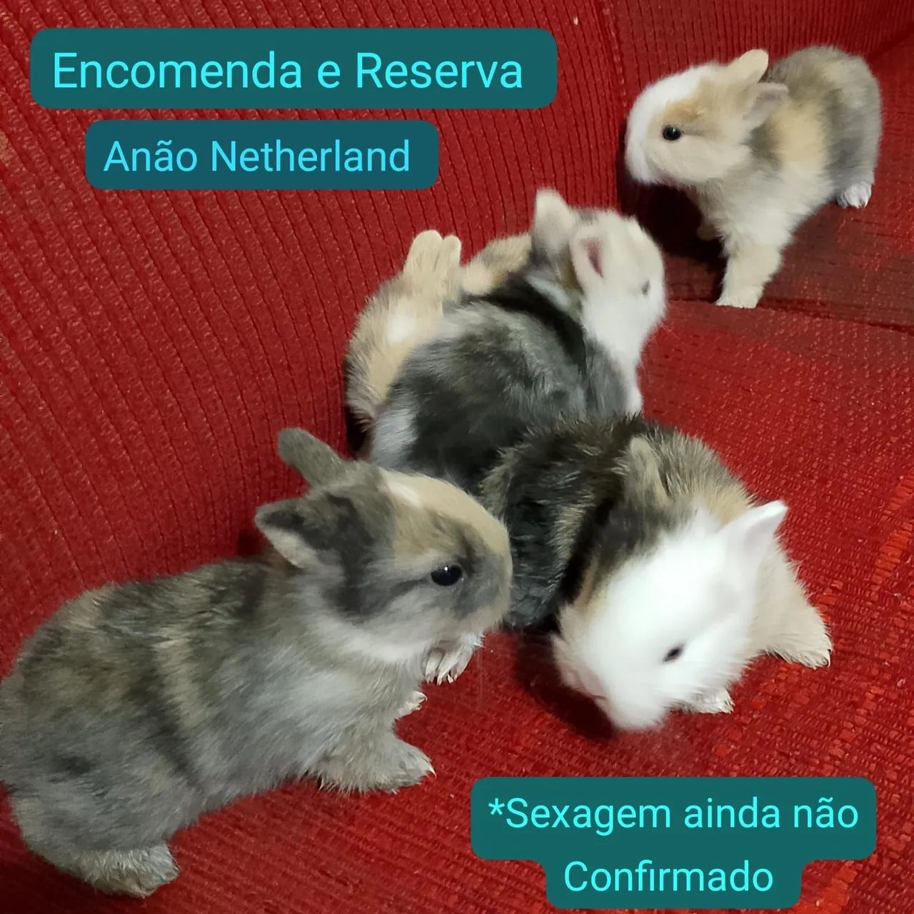 Anão Netherland Dwarf Filhote  - Foto 5