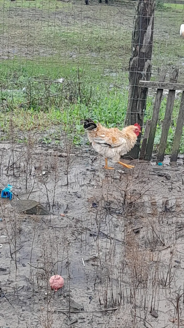 Vendo esta galinhas todas são 13 